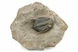 Gorgeous Zlichovaspis Trilobite - Orange Eyes #301715-5